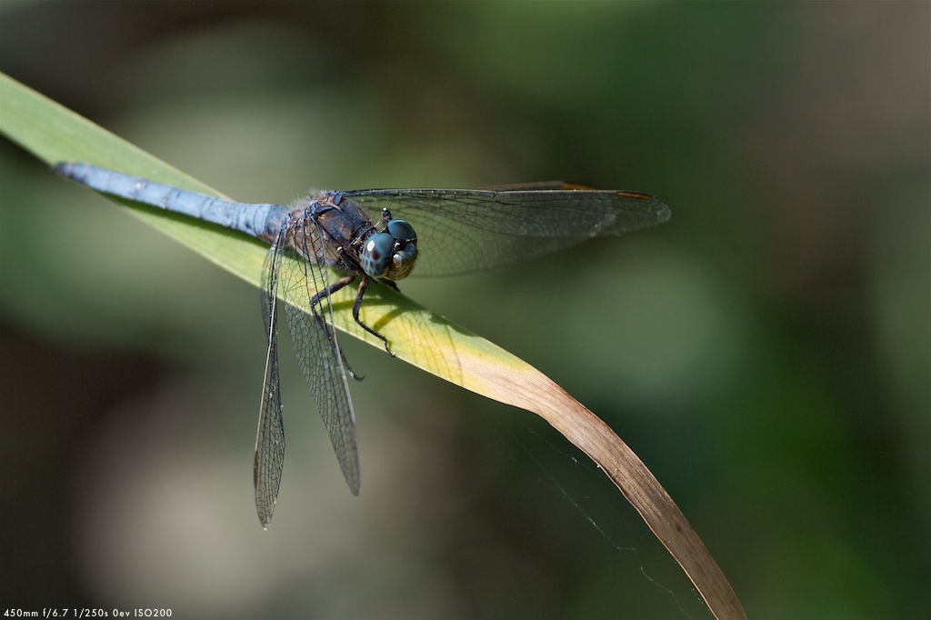 IMGP5648 - Version 2.jpg