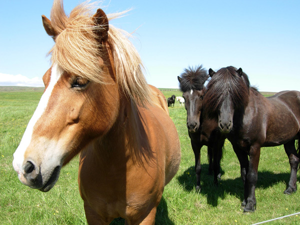 Islanda - cavalli (ridotta).jpg