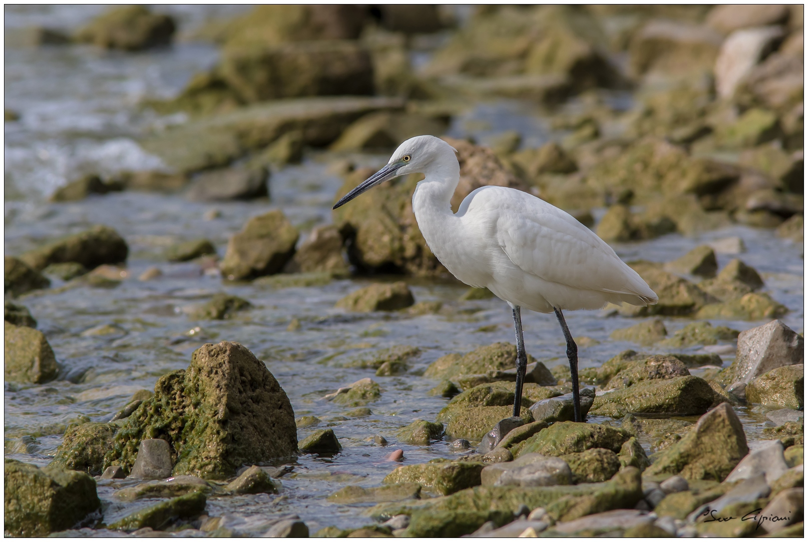 Ivo-7D_06688 RAW.jpg