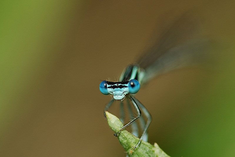 L  F4.2  Esp 1-1250.jpg