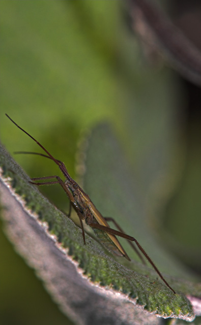 l'ombra_che non c'�.jpg