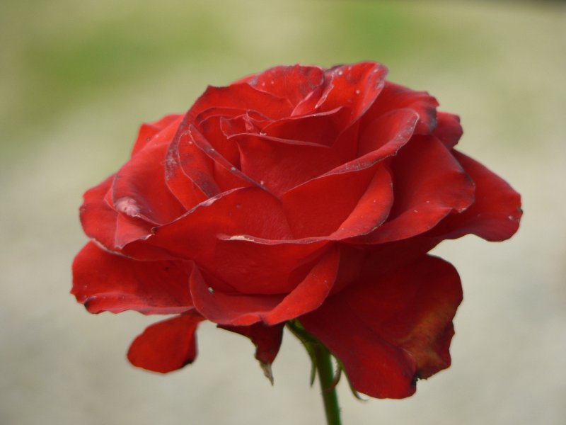 la rossa originale.jpg