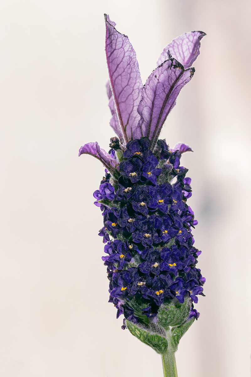 lavanda.jpg