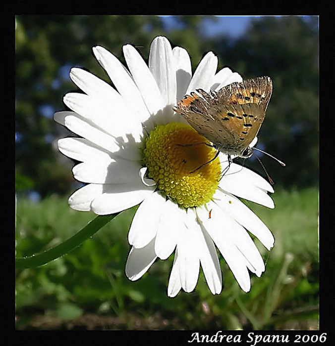 Leggero Jasc Paint Shop Pro v9.0.jpg