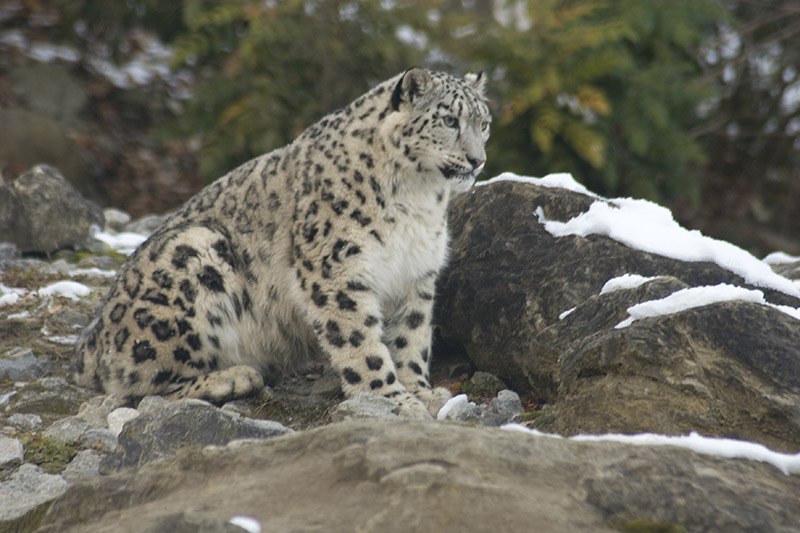 Leopardo delle nevi.jpg
