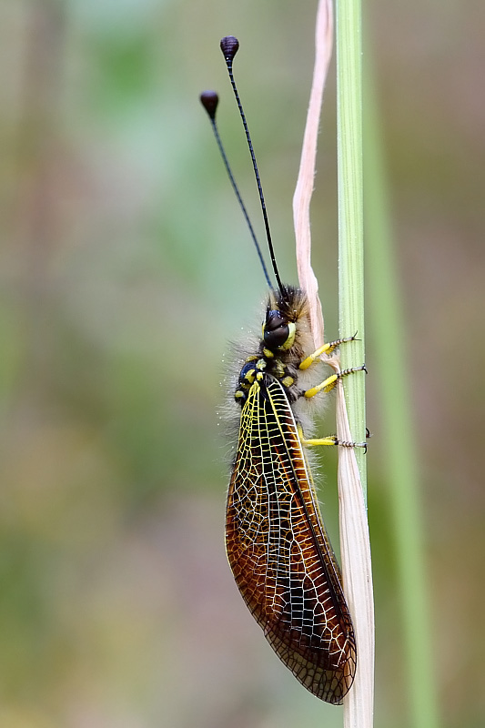 Libelloides siculus.JPG