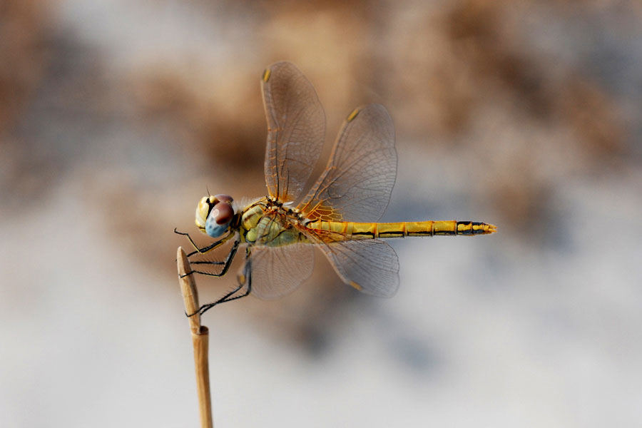 libellula3_159.jpg