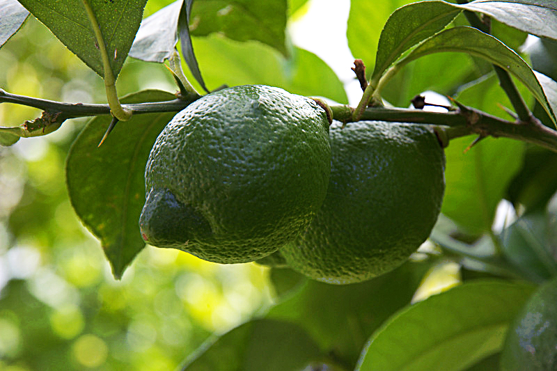 limoni.jpg