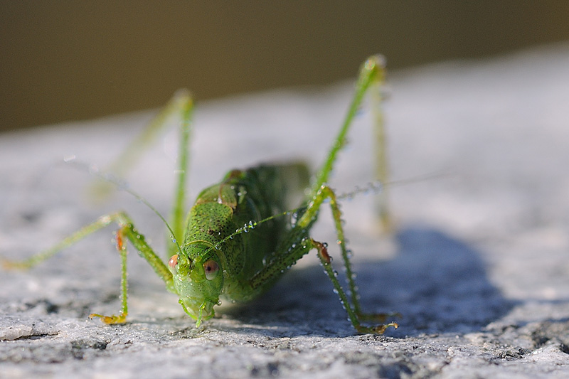 LMB_2386small.jpg