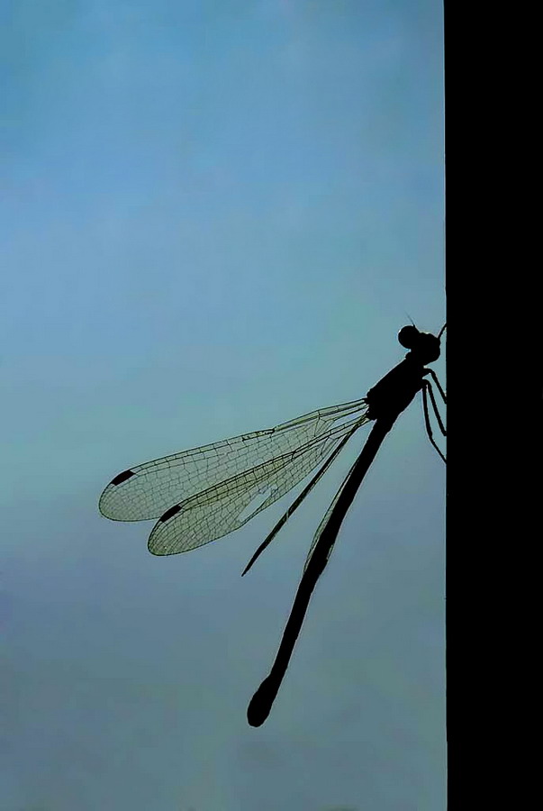 Lo scalatore senza sole.jpg