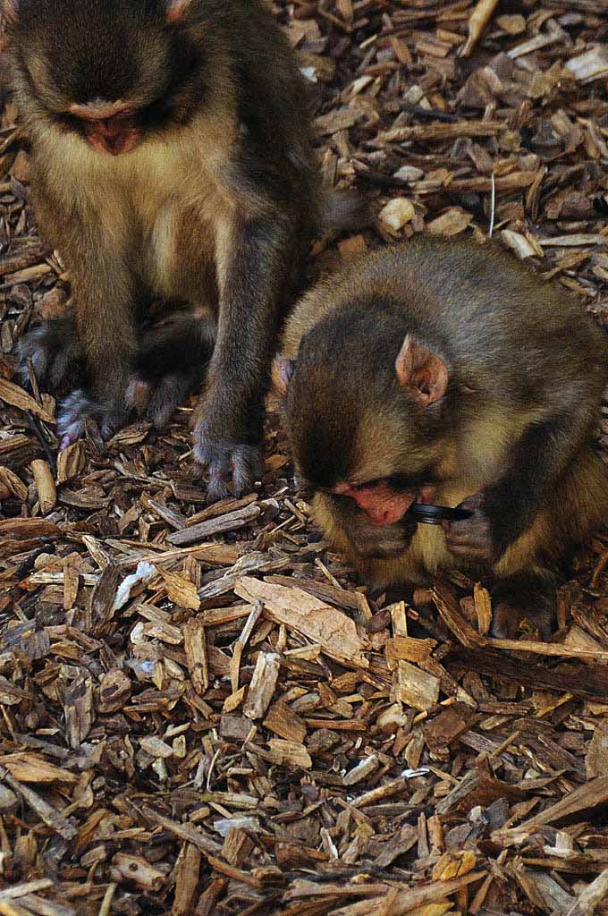 Macaco JP e filtro_2_web_2.jpg