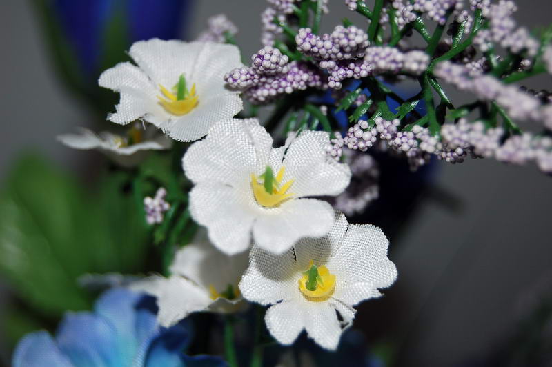 macro def resize 1.jpg