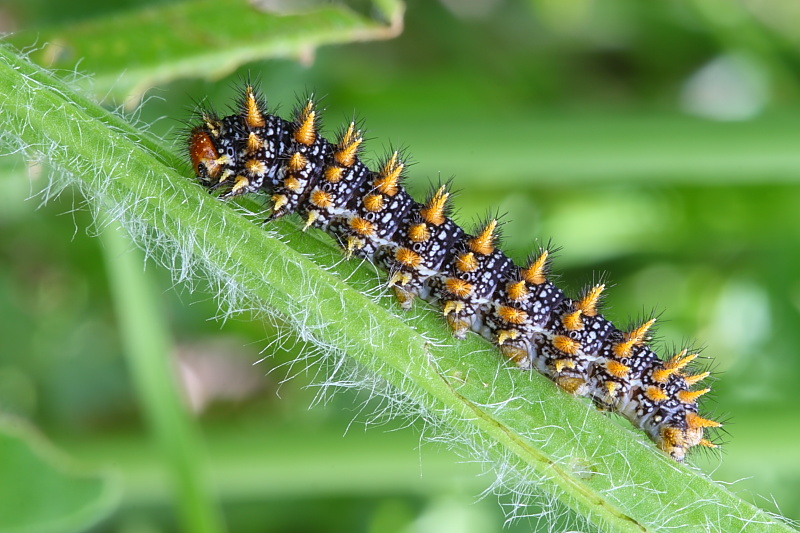 Melitaea athalia-2.JPG