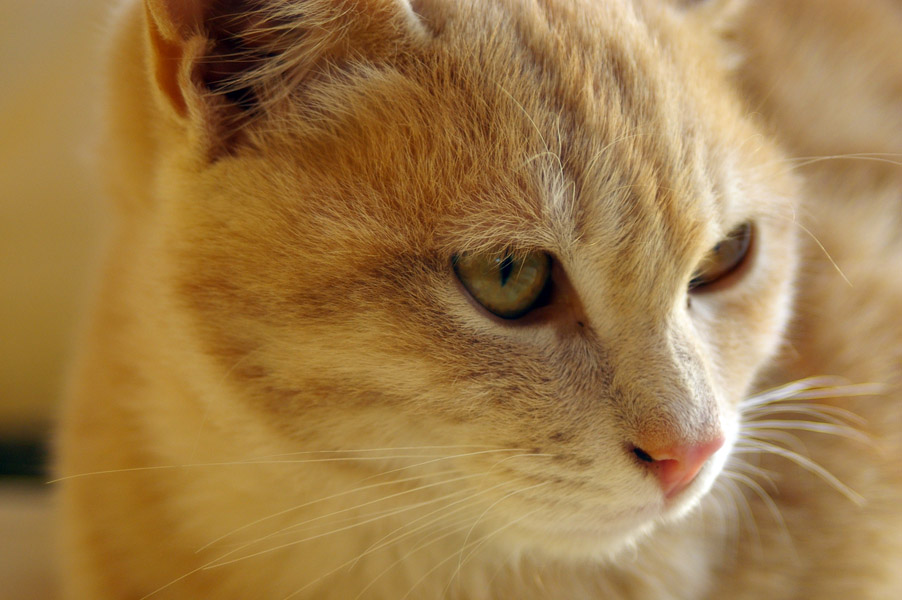miao2.jpg
