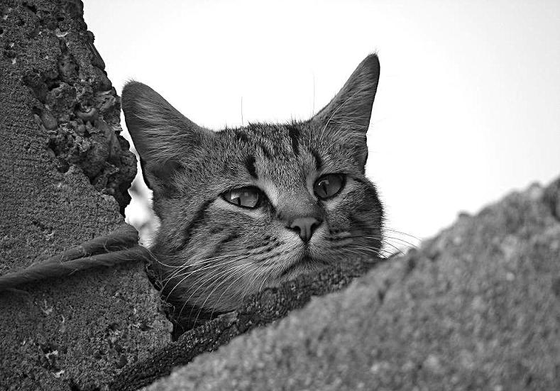micio11.JPG