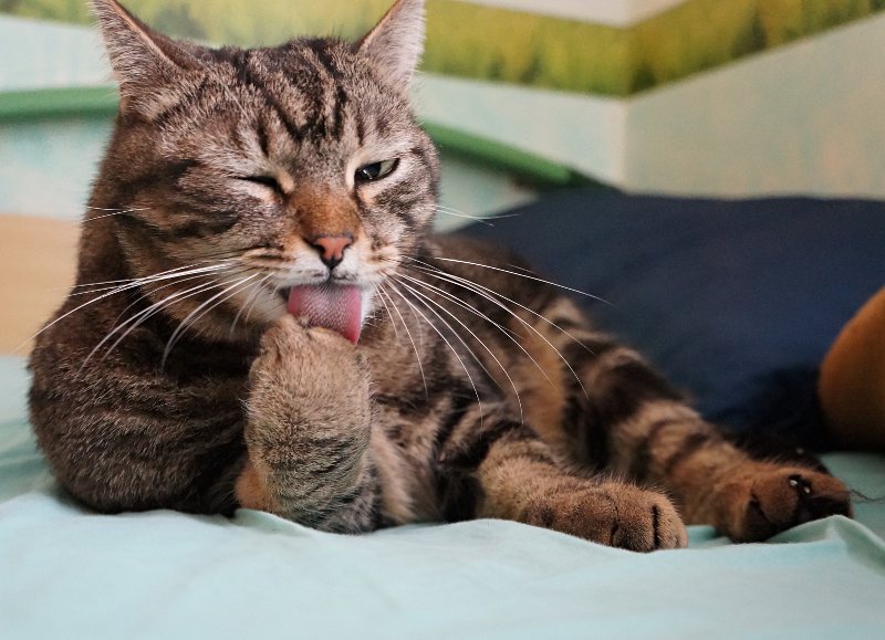 micio1.jpg