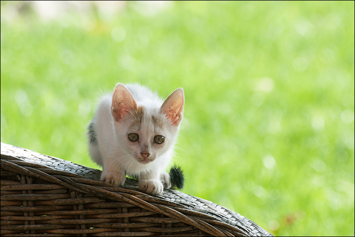 micio.jpg