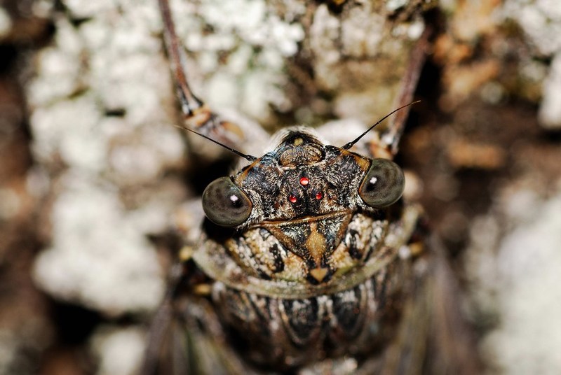 mini-mini-Cicala su olivo.jpg