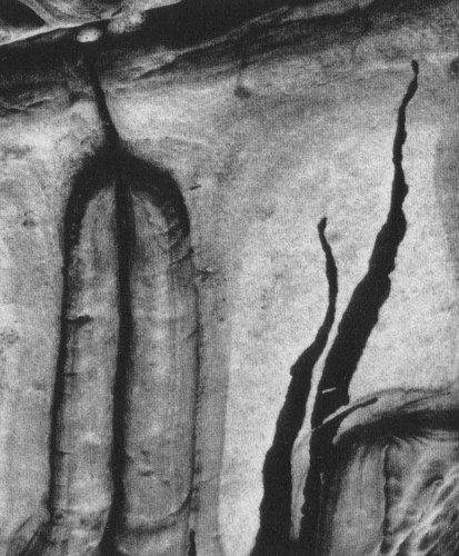 minor white  Scan1910080023.JPG