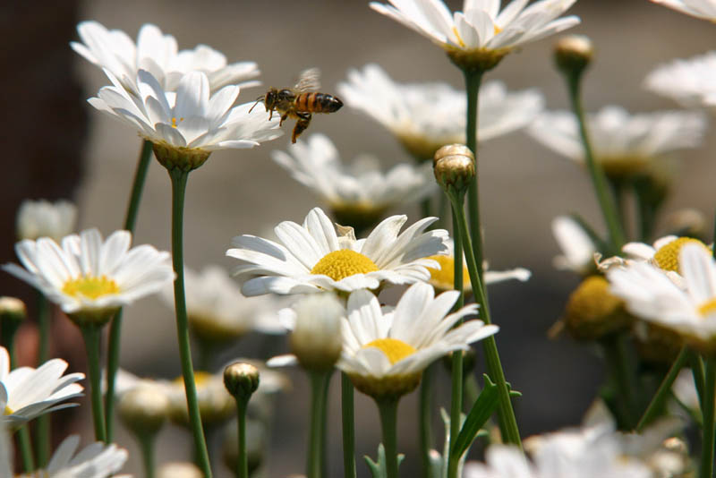 mo si che si vola2.jpg