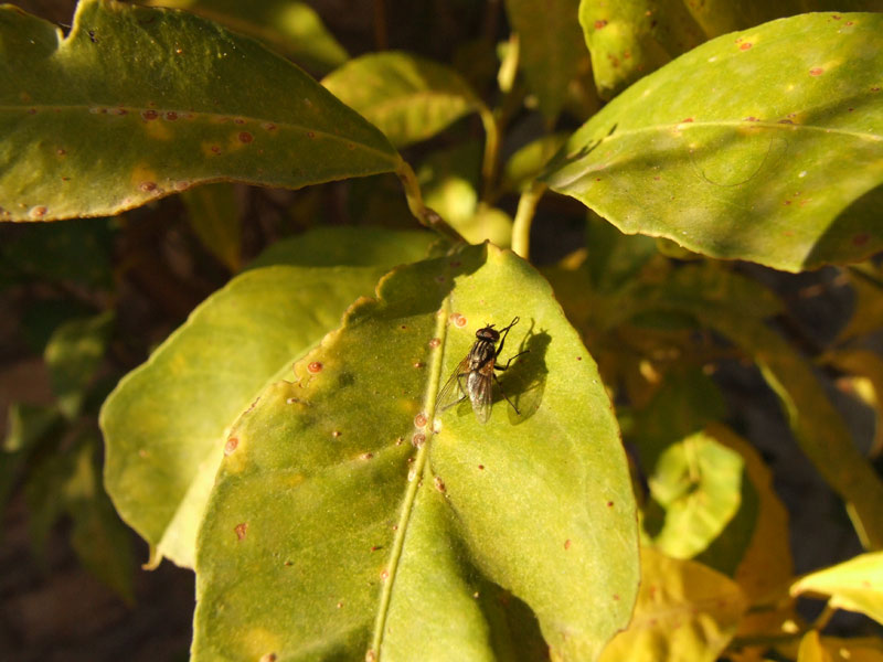 Mosca-su-foglia-di-limone.jpg