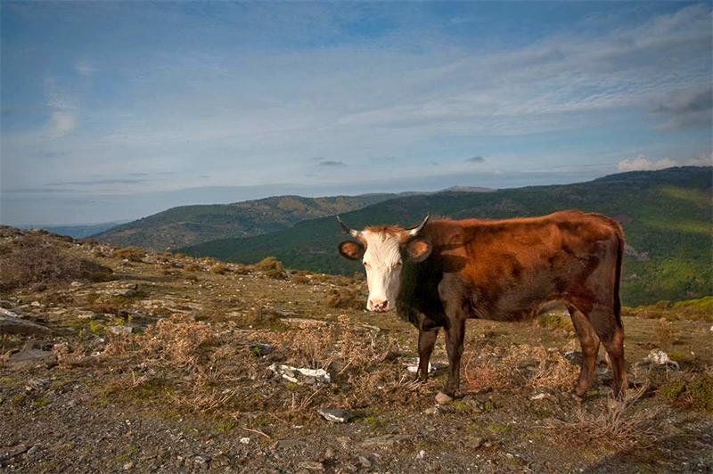 mucca.jpg