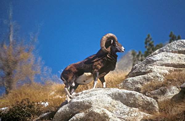 MUFLONE ORIGINALE.jpg