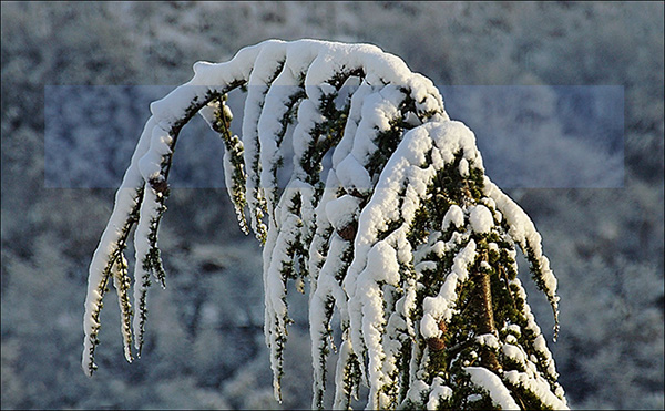 neve-.jpg