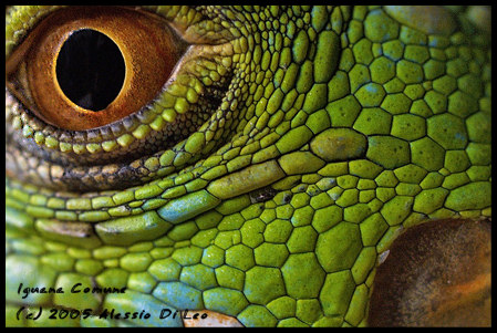 Occhio Iguana - di aledielle MOD S.jpg
