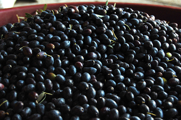 olive5.jpg