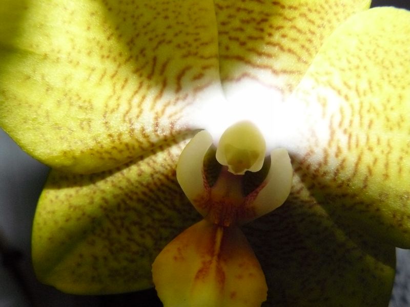 orchidea2-fz8.jpg