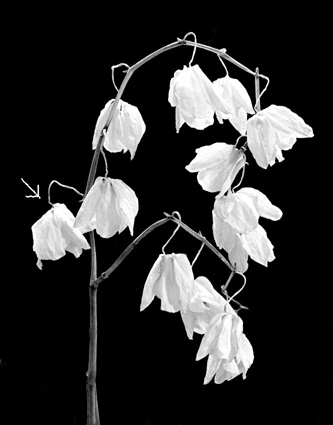 Orchidea2_4u_CropInd.jpg