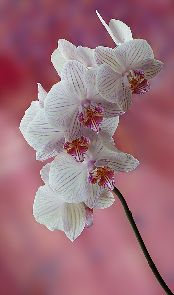 orchidee_attachment.jpg