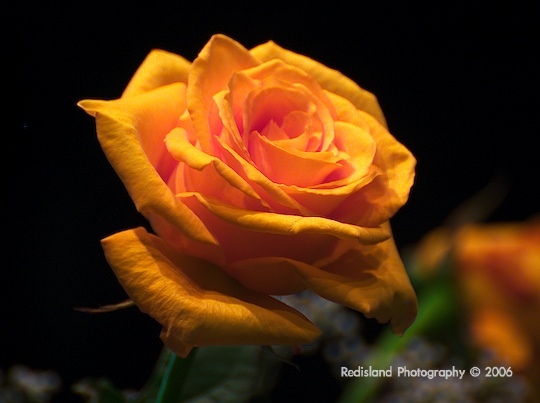 P2188104wtmk.jpg