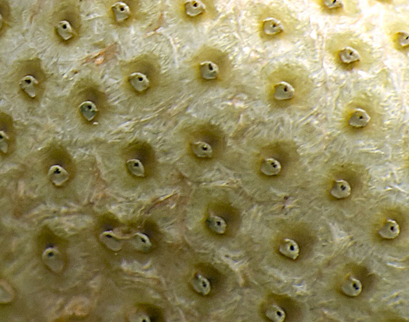 P4273976 crop web.jpg