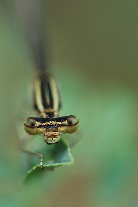 P  F4.5  Esp 1-500.jpg