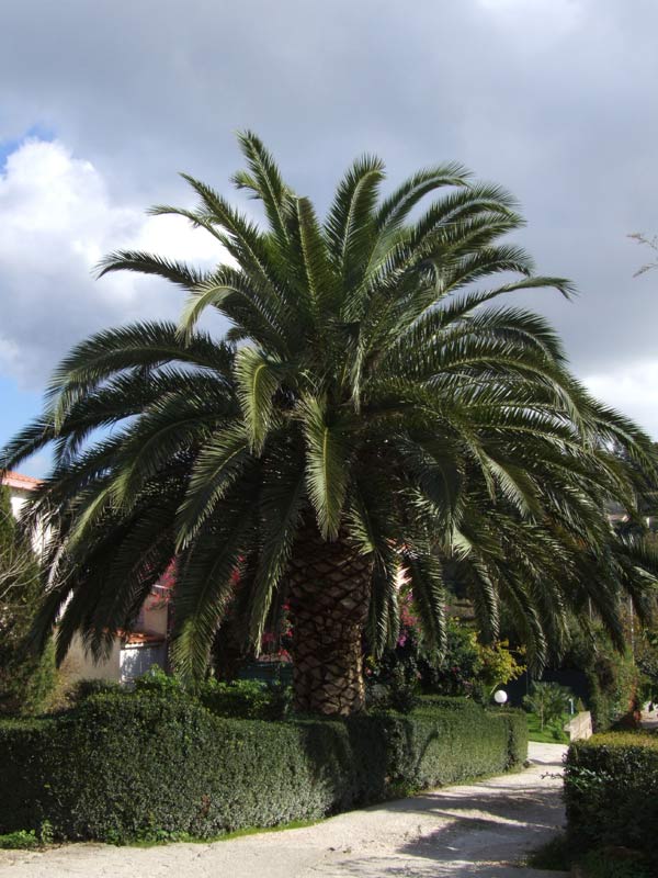 Palma.jpg