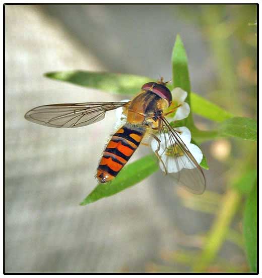 paolo grosso_vi  scappata lul.jpg