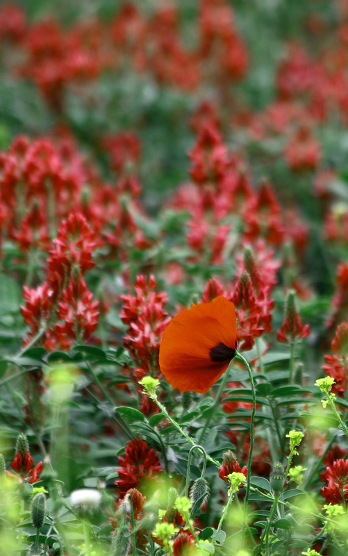 Papavero-11.jpg