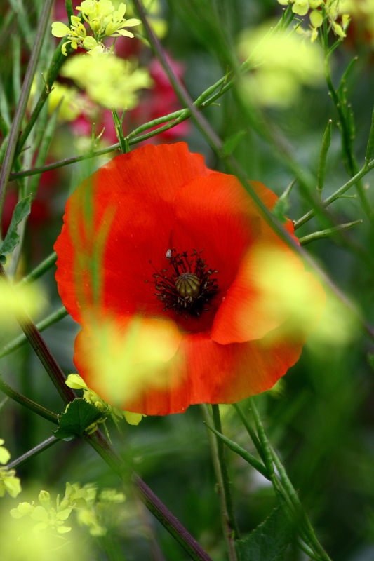 Papavero12.jpg
