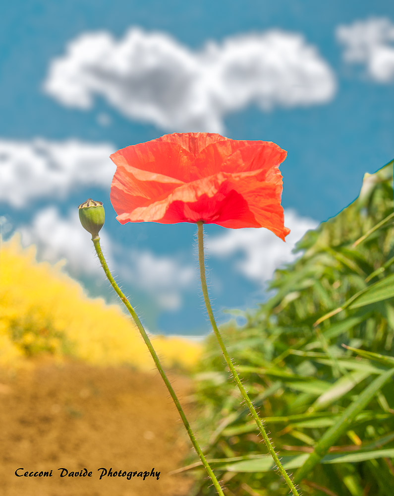 Papavero3.jpg