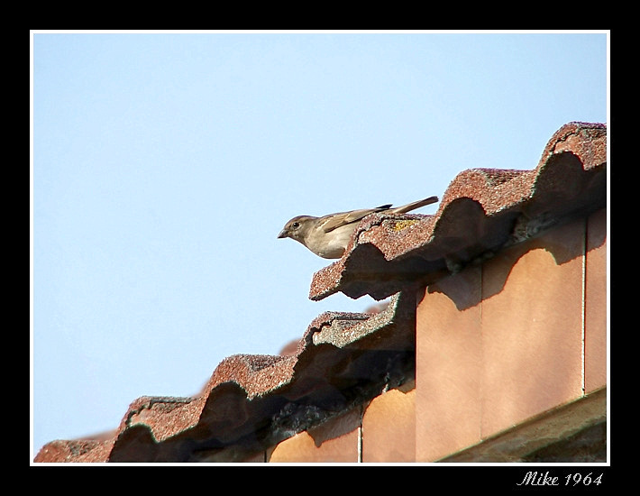 passerotto 1 p4u.jpg