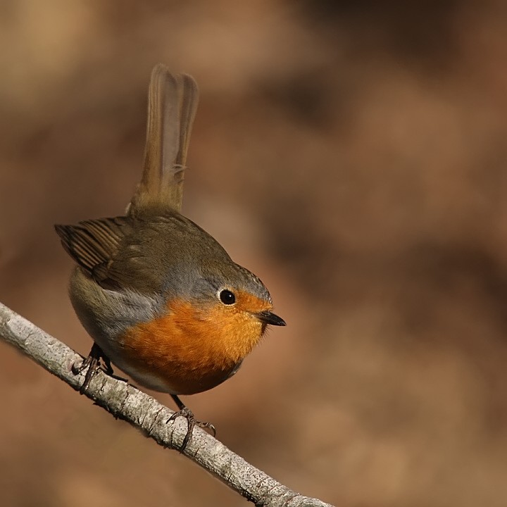 Pettirosso quadrato_filtered.jpg