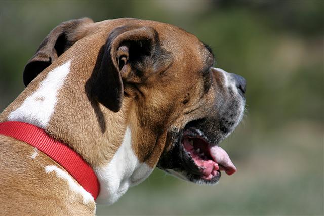 Piani Di Praglia (191) (Small).JPG