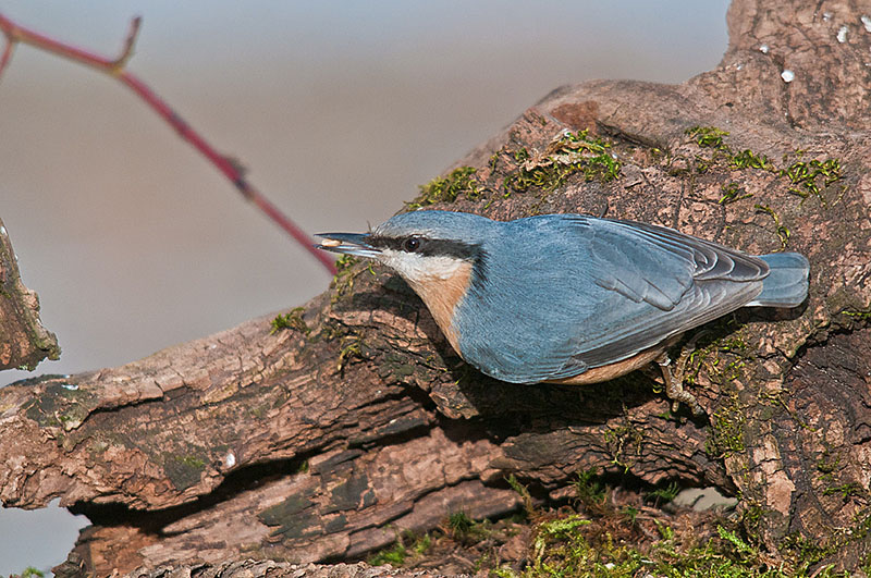 picchio muratore.jpg