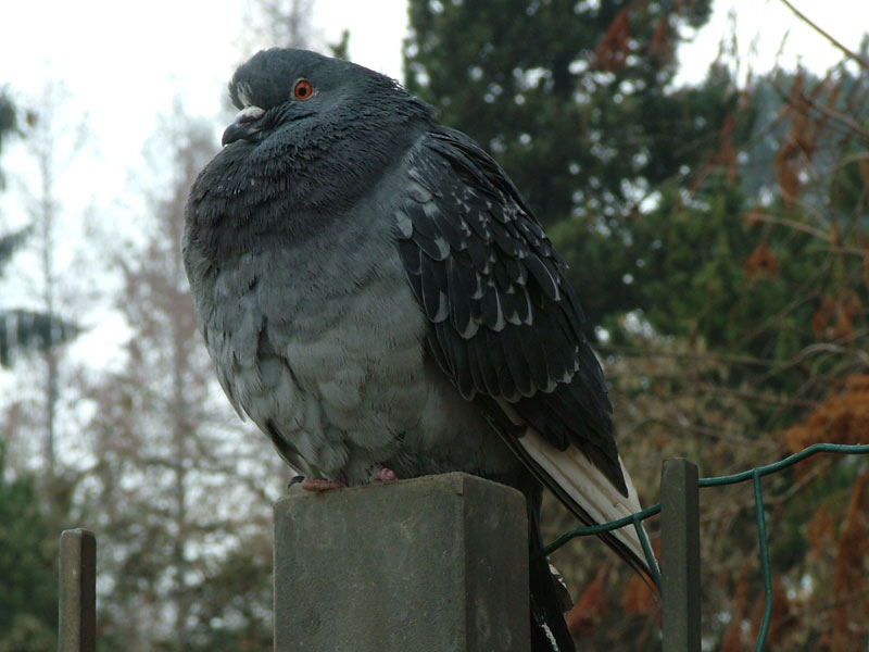 piccione.jpg