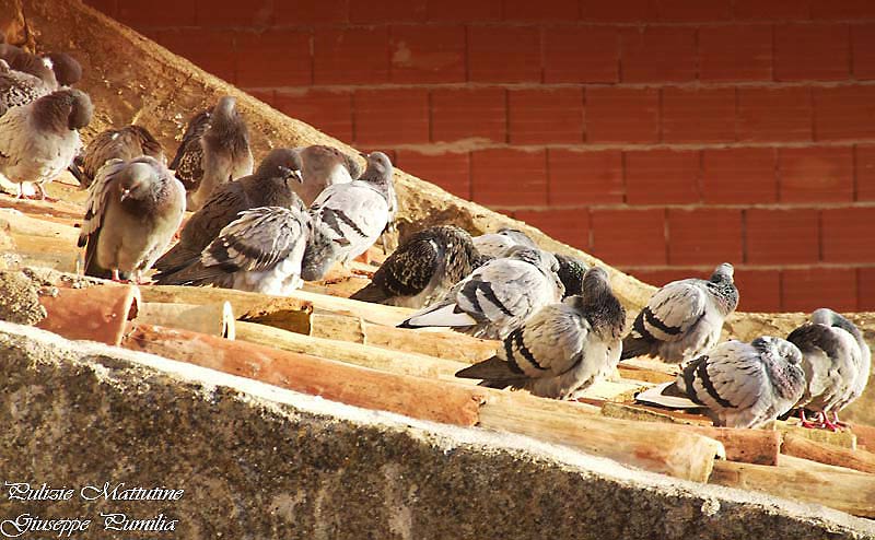 piccioni_peppe.jpg