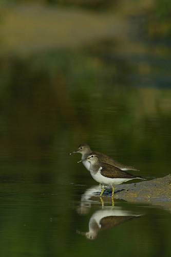 Piro piro piccolo.jpg