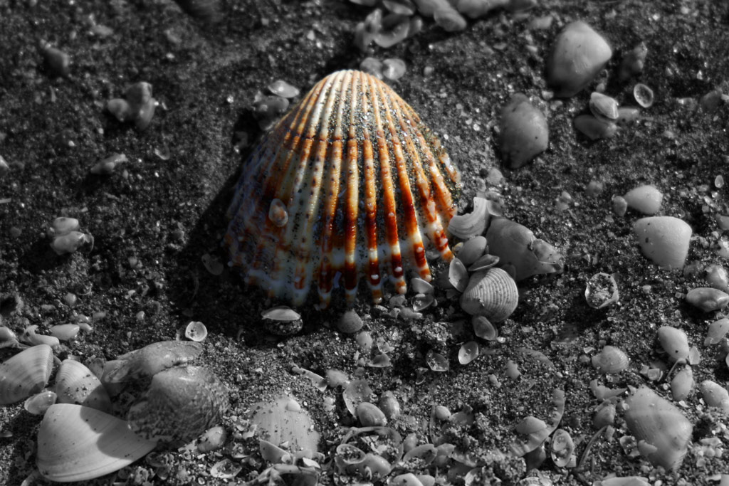 Polesine1.jpg