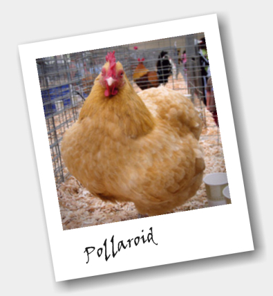 pollaroid.jpg